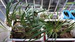 石菖蒲