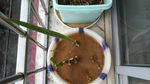 水菖蒲