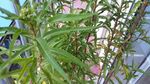 扯根菜