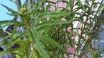 赶黄草