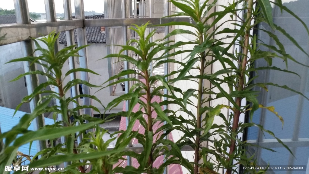 赶黄草