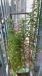 扯根菜