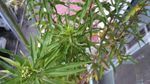 赶黄草