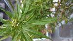 赶黄草