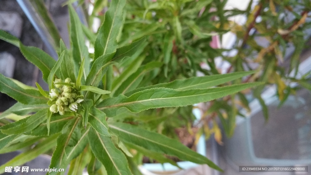 赶黄草