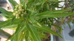 赶黄草