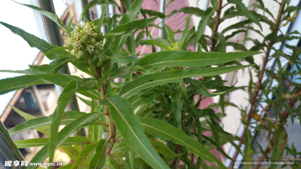 赶黄草