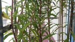 赶黄草