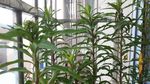 扯根菜