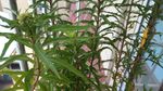 赶黄草