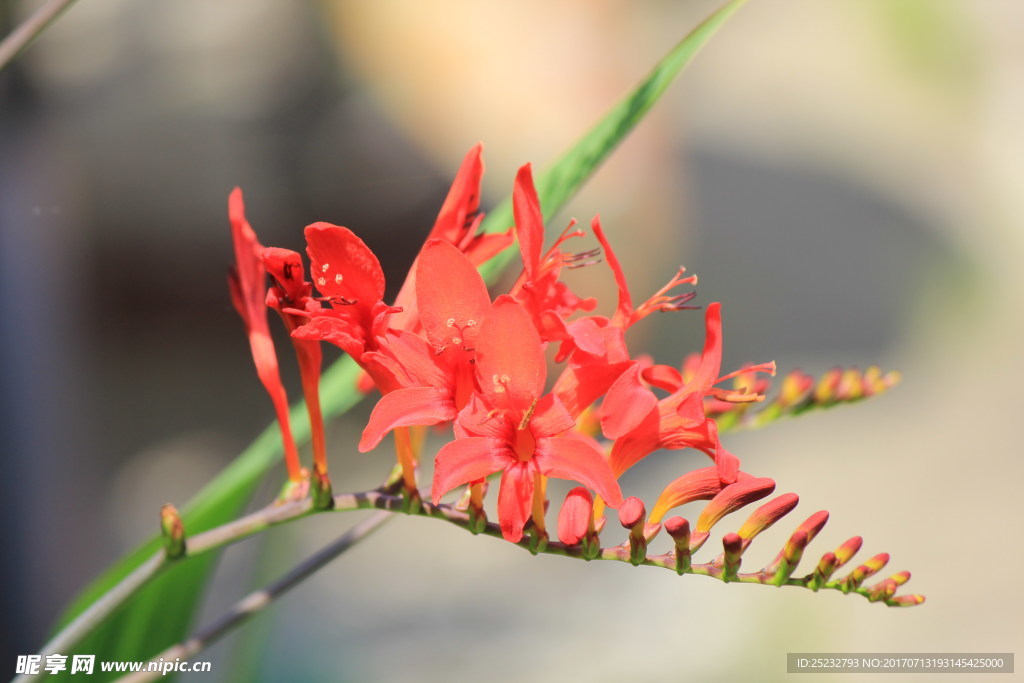 红色鹫尾花