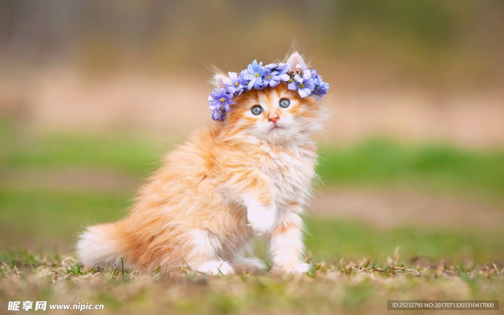 小清新可爱萌猫