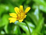 小黄花