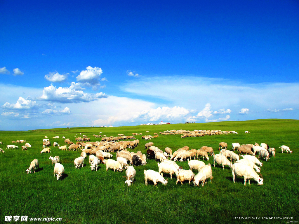 草原上的羊图片大全-草原上的羊高清图片下载-觅知网