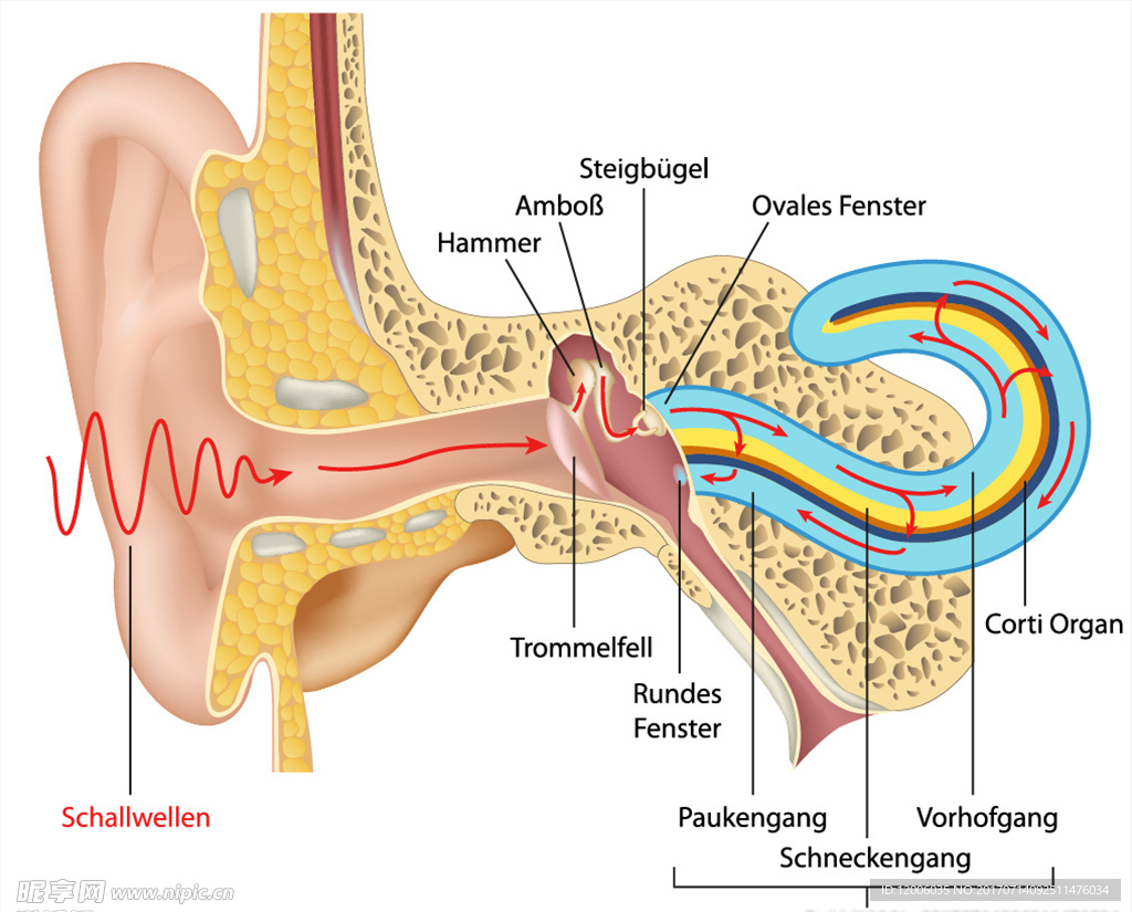 耳朵结构剖面注释矢量素材