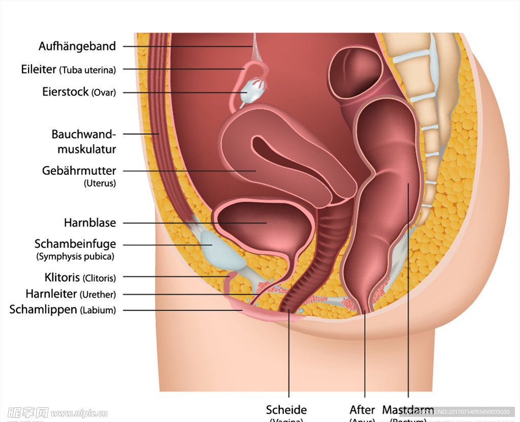 女性性器官剖面注释矢量素材