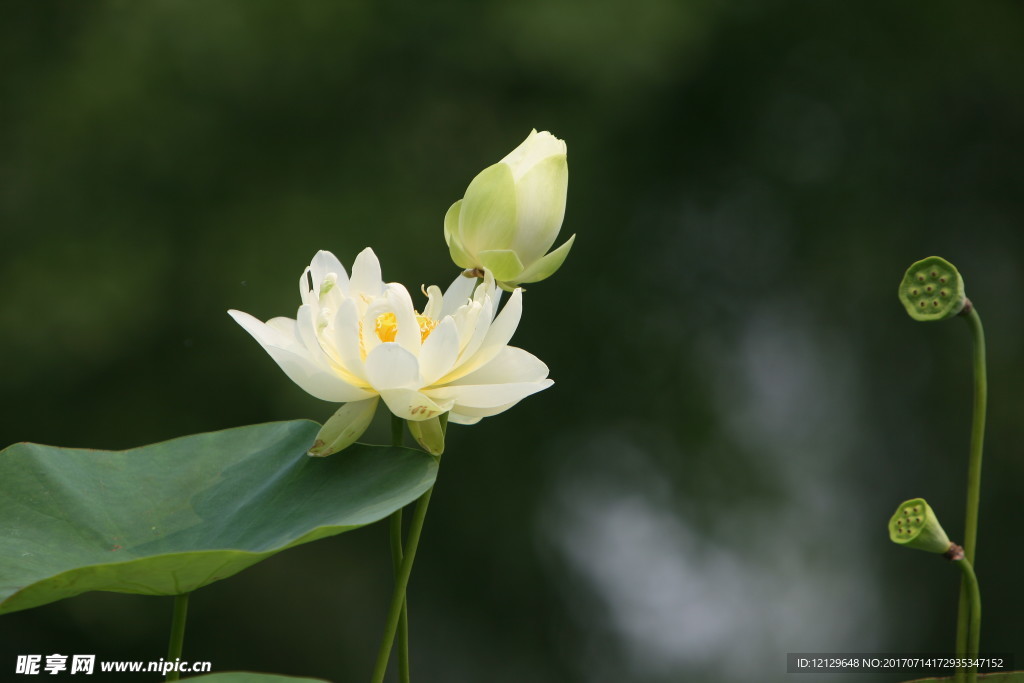 荷花