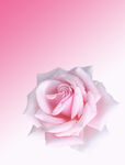 玫瑰花