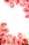 玫瑰花