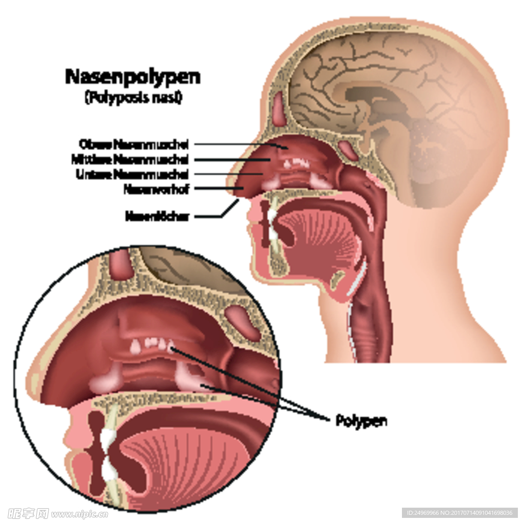 耳鼻喉解剖图