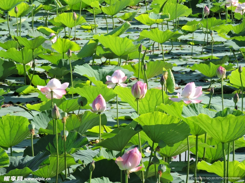 夏天池塘荷花