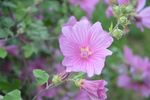 粉色芙蓉花