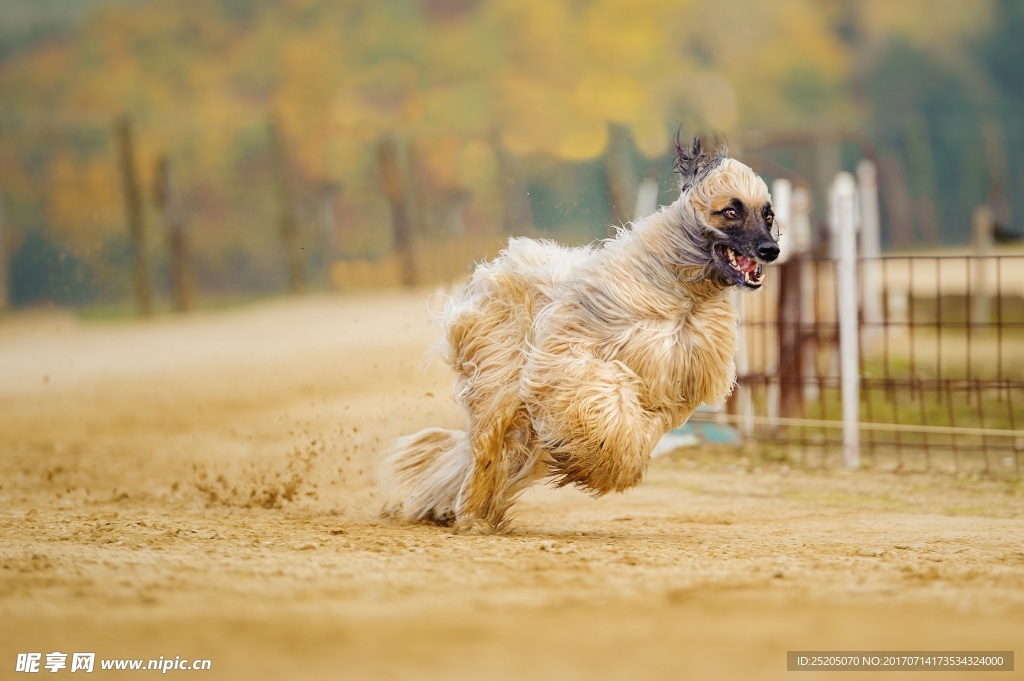 阿富汗猎犬