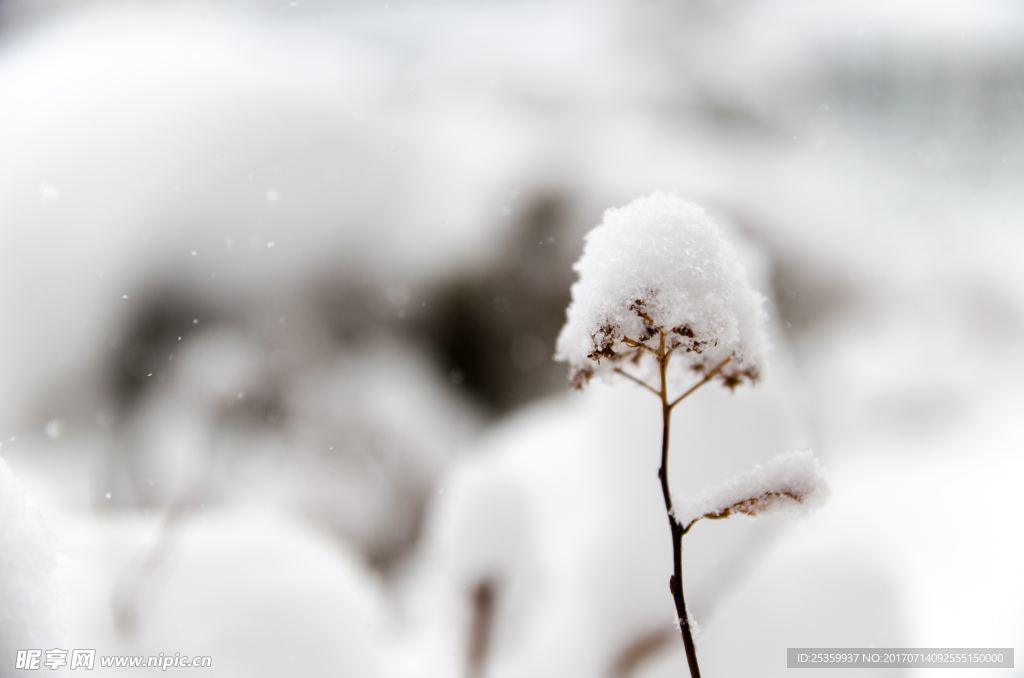 雪花