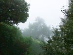 山雾中的树