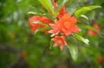石榴花