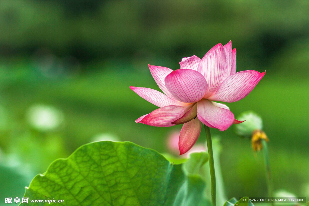 红莲花