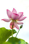 红莲花