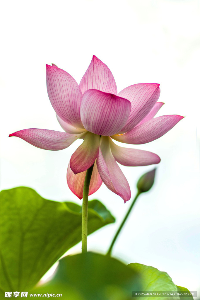 红莲花