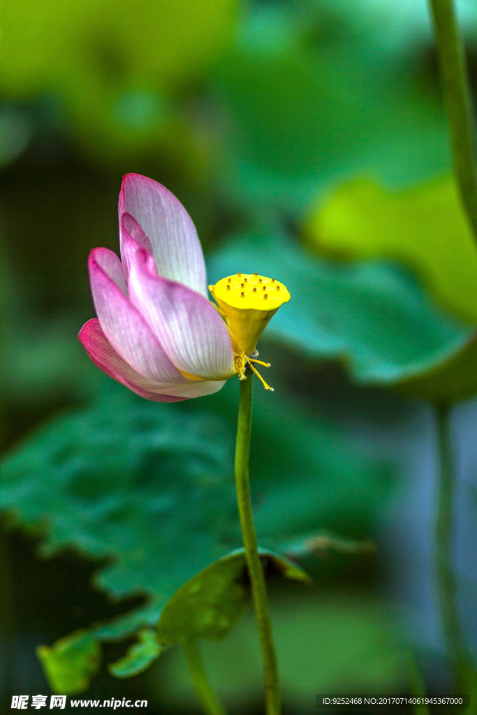 花粉