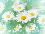 雏菊
