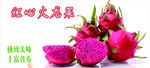 火龙果
