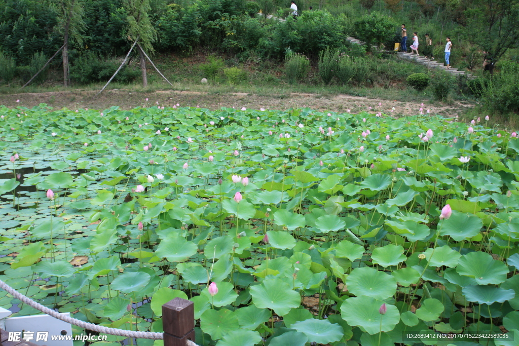 荷花池