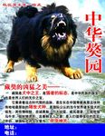 中华獒犬