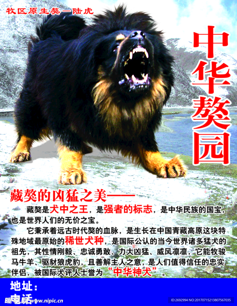 中华獒犬