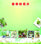 绿色植物