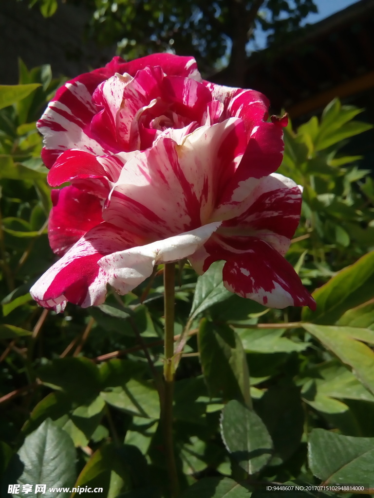 月季花