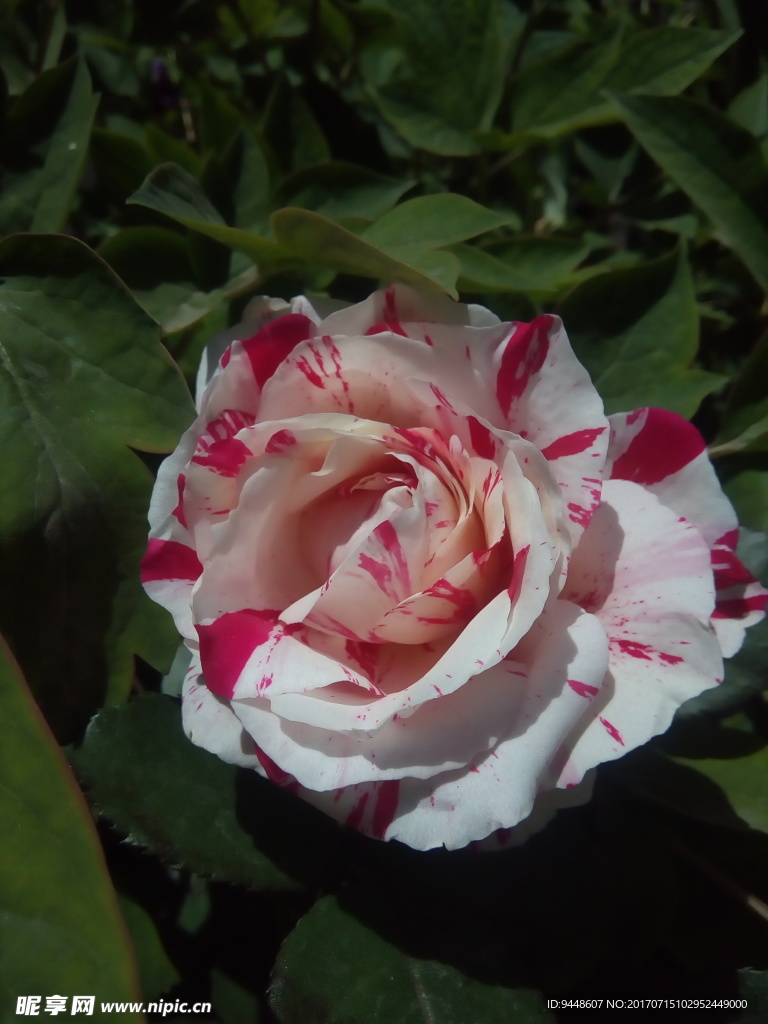 月季花