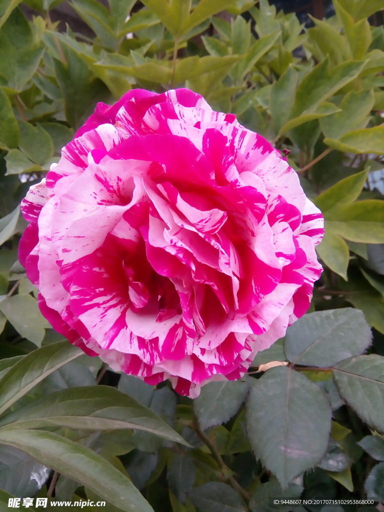月季花