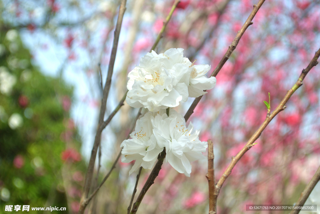 桃花