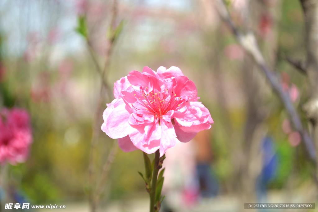 桃花