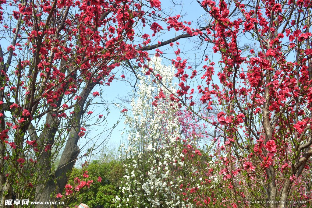 桃花