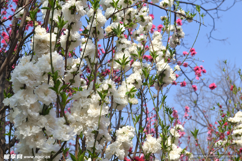 桃花