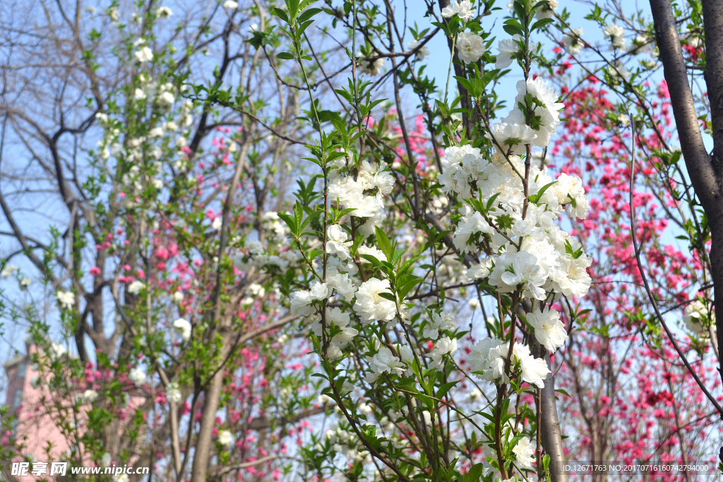 桃花