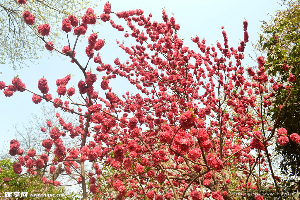 桃花开