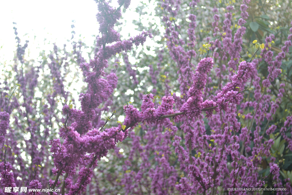 紫花